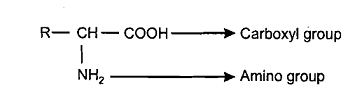 183_AMINO ACID.png